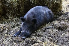 Wildschwein-132.jpg